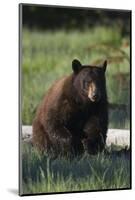 Black Bear Boar, Brown Color Phase-Ken Archer-Mounted Photographic Print