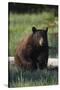 Black Bear Boar, Brown Color Phase-Ken Archer-Stretched Canvas