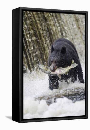 Black Bear Catching Spawning Salmon in Alaska-null-Framed Stretched Canvas