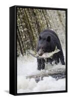 Black Bear Catching Spawning Salmon in Alaska-null-Framed Stretched Canvas