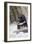 Black Bear Catching Spawning Salmon in Alaska-null-Framed Photographic Print