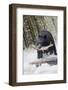 Black Bear Catching Spawning Salmon in Alaska-null-Framed Photographic Print