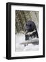 Black Bear Catching Spawning Salmon in Alaska-null-Framed Photographic Print