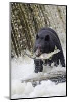Black Bear Catching Spawning Salmon in Alaska-null-Mounted Photographic Print