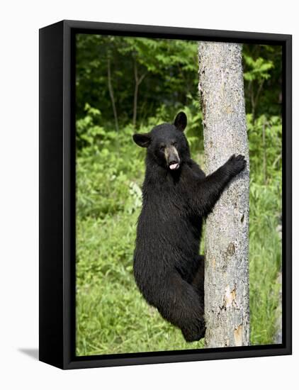 Black Bear Climbing a Tree, in Captivity, Sandstone, Minnesota, USA-James Hager-Framed Stretched Canvas