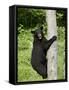 Black Bear Climbing a Tree, in Captivity, Sandstone, Minnesota, USA-James Hager-Framed Stretched Canvas