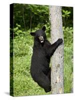 Black Bear Climbing a Tree, in Captivity, Sandstone, Minnesota, USA-James Hager-Stretched Canvas