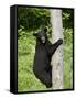 Black Bear Climbing a Tree, in Captivity, Sandstone, Minnesota, USA-James Hager-Framed Stretched Canvas