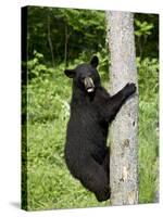 Black Bear Climbing a Tree, in Captivity, Sandstone, Minnesota, USA-James Hager-Stretched Canvas