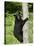 Black Bear Climbing a Tree, in Captivity, Sandstone, Minnesota, USA-James Hager-Stretched Canvas