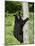 Black Bear Climbing a Tree, in Captivity, Sandstone, Minnesota, USA-James Hager-Mounted Photographic Print