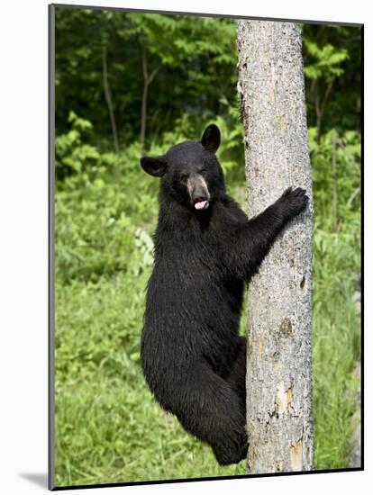 Black Bear Climbing a Tree, in Captivity, Sandstone, Minnesota, USA-James Hager-Mounted Photographic Print