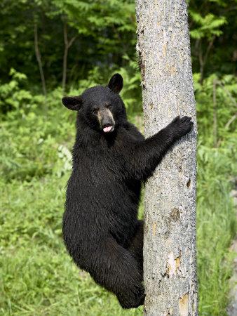 Adorable Black Bear Climbing A Tree Branch Statue Western Home Decor 
