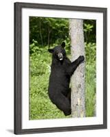 Black Bear Climbing a Tree, in Captivity, Sandstone, Minnesota, USA-James Hager-Framed Photographic Print