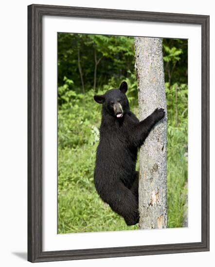 Black Bear Climbing a Tree, in Captivity, Sandstone, Minnesota, USA-James Hager-Framed Photographic Print