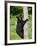 Black Bear Climbing a Tree, in Captivity, Sandstone, Minnesota, USA-James Hager-Framed Photographic Print