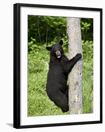 Black Bear Climbing a Tree, in Captivity, Sandstone, Minnesota, USA-James Hager-Framed Photographic Print