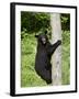 Black Bear Climbing a Tree, in Captivity, Sandstone, Minnesota, USA-James Hager-Framed Photographic Print