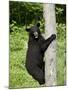 Black Bear Climbing a Tree, in Captivity, Sandstone, Minnesota, USA-James Hager-Mounted Photographic Print