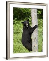 Black Bear Climbing a Tree, in Captivity, Sandstone, Minnesota, USA-James Hager-Framed Photographic Print