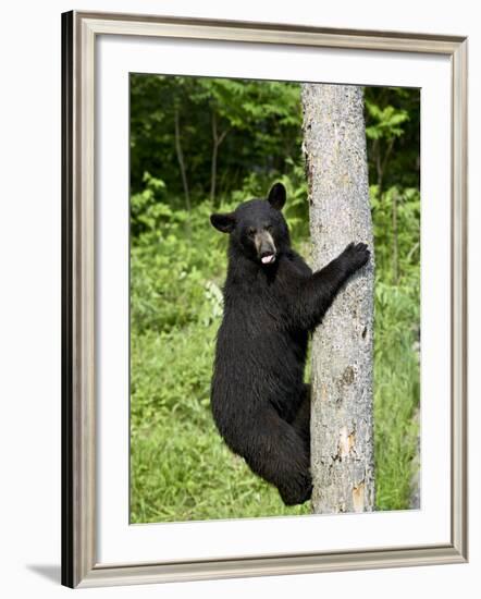 Black Bear Climbing a Tree, in Captivity, Sandstone, Minnesota, USA-James Hager-Framed Photographic Print