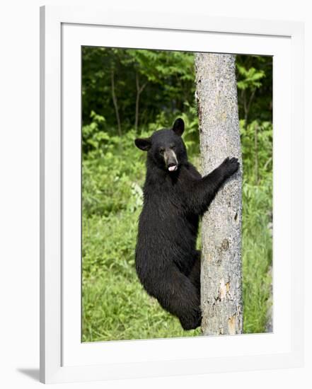 Black Bear Climbing a Tree, in Captivity, Sandstone, Minnesota, USA-James Hager-Framed Photographic Print