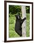 Black Bear Climbing a Tree, in Captivity, Sandstone, Minnesota, USA-James Hager-Framed Photographic Print