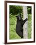 Black Bear Climbing a Tree, in Captivity, Sandstone, Minnesota, USA-James Hager-Framed Photographic Print