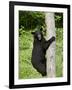 Black Bear Climbing a Tree, in Captivity, Sandstone, Minnesota, USA-James Hager-Framed Photographic Print