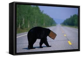 Black Bear Crossing Highway-Paul Souders-Framed Stretched Canvas