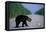 Black Bear Crossing Highway-Paul Souders-Framed Stretched Canvas