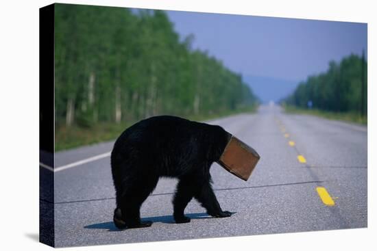 Black Bear Crossing Highway-Paul Souders-Stretched Canvas