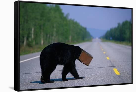 Black Bear Crossing Highway-Paul Souders-Framed Stretched Canvas