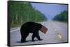 Black Bear Crossing Highway-Paul Souders-Framed Stretched Canvas