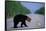 Black Bear Crossing Highway-Paul Souders-Framed Stretched Canvas