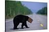 Black Bear Crossing Highway-Paul Souders-Stretched Canvas