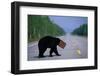 Black Bear Crossing Highway-Paul Souders-Framed Photographic Print