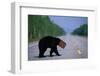 Black Bear Crossing Highway-Paul Souders-Framed Photographic Print