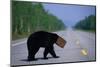 Black Bear Crossing Highway-Paul Souders-Mounted Photographic Print