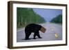 Black Bear Crossing Highway-Paul Souders-Framed Photographic Print