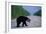 Black Bear Crossing Highway-Paul Souders-Framed Photographic Print