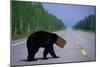 Black Bear Crossing Highway-Paul Souders-Mounted Photographic Print