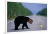 Black Bear Crossing Highway-Paul Souders-Framed Photographic Print