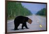 Black Bear Crossing Highway-Paul Souders-Framed Photographic Print