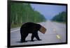 Black Bear Crossing Highway-Paul Souders-Framed Photographic Print