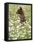 Black Bear Cub Among Oxeye Daisy, in Captivity, Sandstone, Minnesota, USA-James Hager-Framed Stretched Canvas