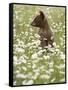 Black Bear Cub Among Oxeye Daisy, in Captivity, Sandstone, Minnesota, USA-James Hager-Framed Stretched Canvas