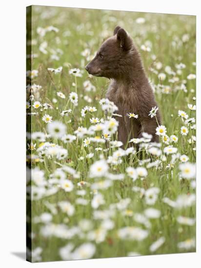 Black Bear Cub Among Oxeye Daisy, in Captivity, Sandstone, Minnesota, USA-James Hager-Stretched Canvas