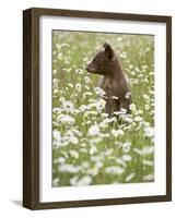 Black Bear Cub Among Oxeye Daisy, in Captivity, Sandstone, Minnesota, USA-James Hager-Framed Photographic Print