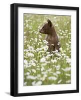 Black Bear Cub Among Oxeye Daisy, in Captivity, Sandstone, Minnesota, USA-James Hager-Framed Photographic Print